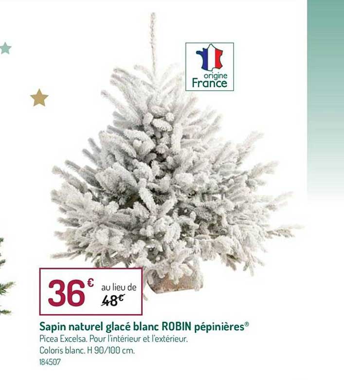 Sapin Naturel Glacé Blanc Robin Pépinières