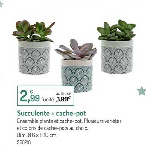 succulente + cache-pot