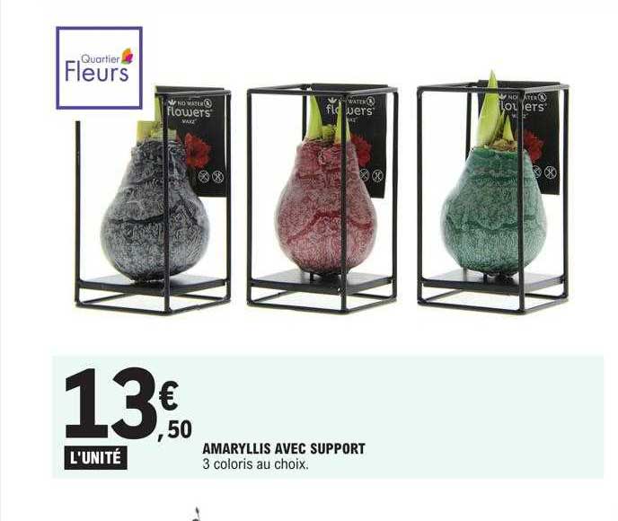 amaryllis avec support