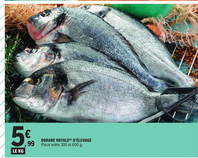 dorade royale d'élevage