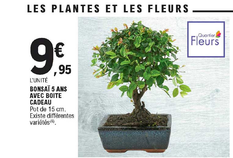 bonsaï 5 ans avec boîte cadeau