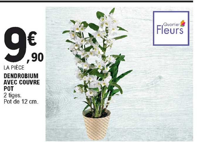 dendrobium avec couvre pot