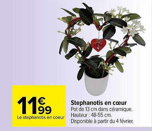 Stephanotis En Cœur