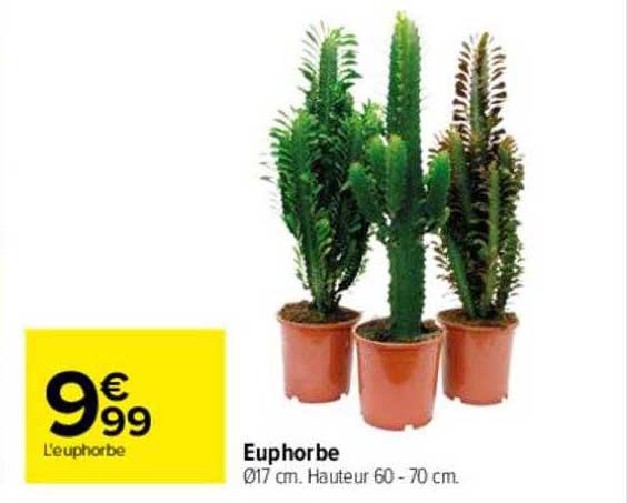 euphorbe
