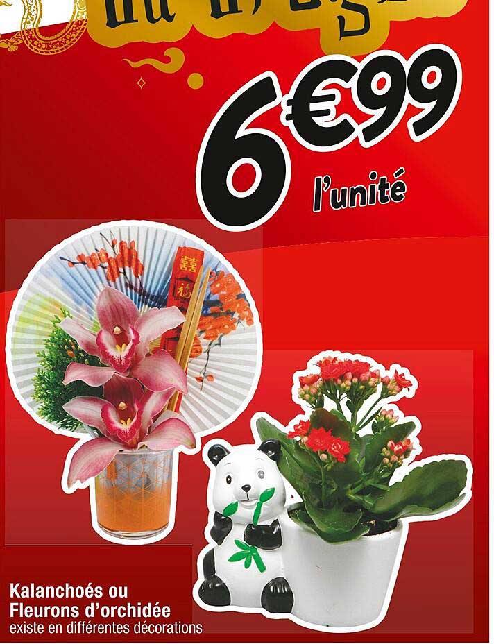 Kalanchoés Ou Fleurons D'orchidée