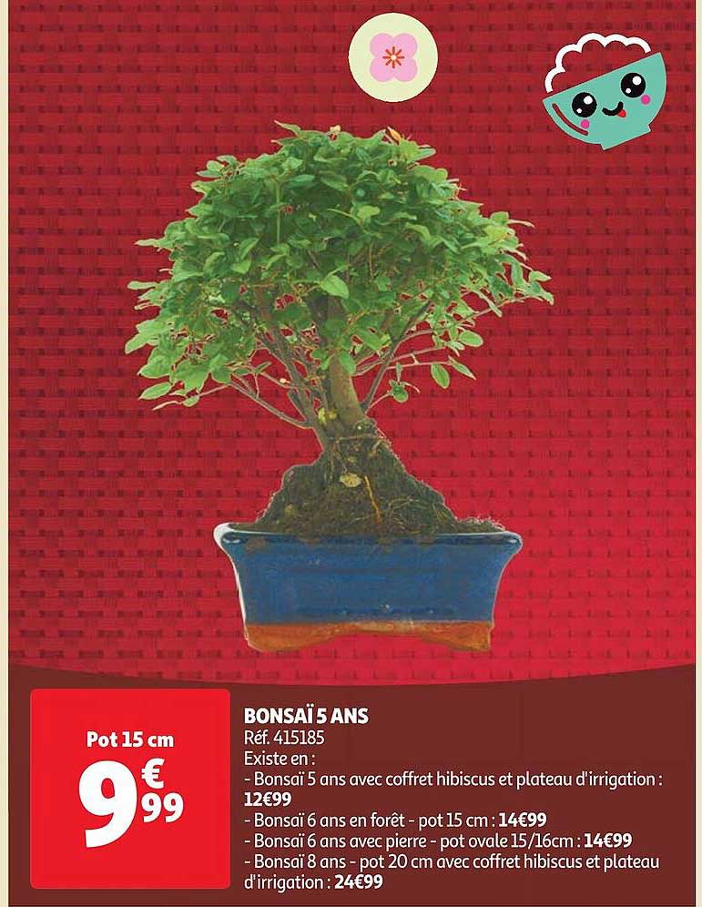 bonsaï 5 ans