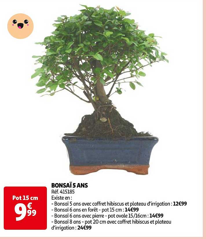 bonsaï 5 ans