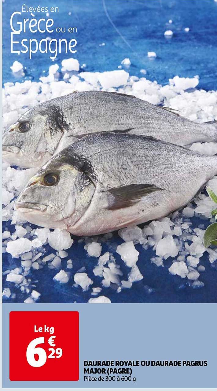 daurade royale ou daurade pagrus major (pagre)