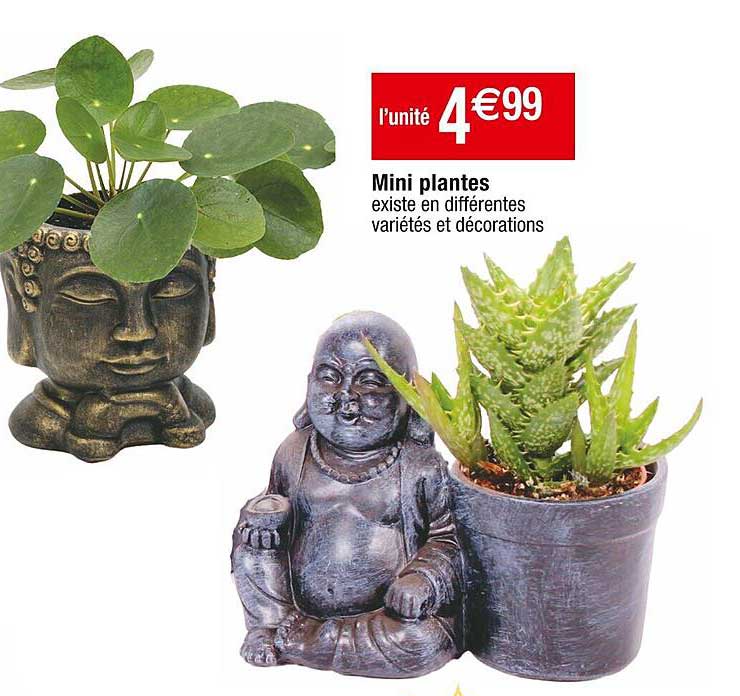 Mini Plantes