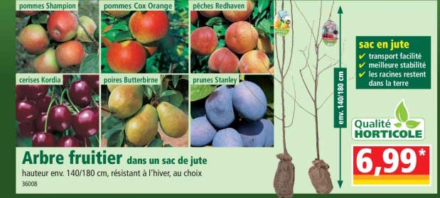 arbre fruitier dans un sac de jute