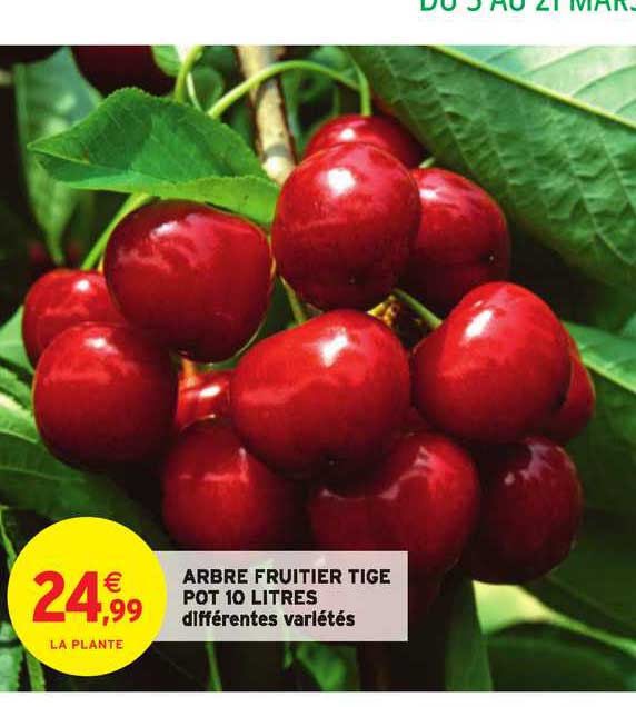 arbre fruitier tige pot 10 litres