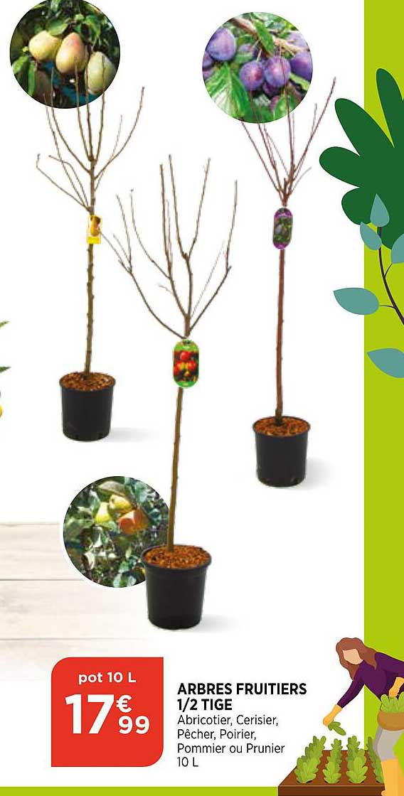 arbres fruitiers 1-2 tige