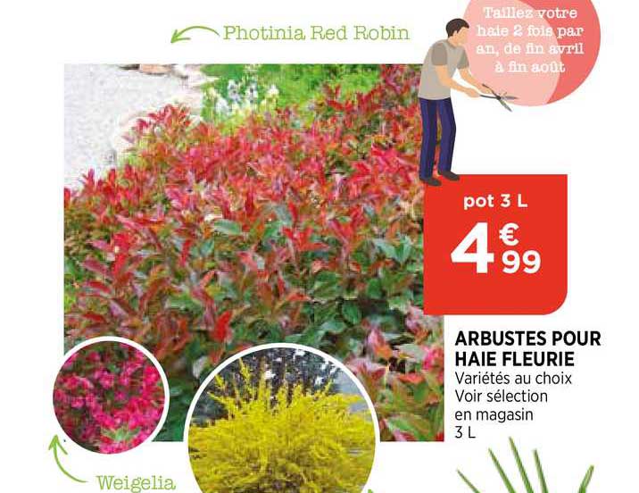 Arbustes Pour Haie Fleurie