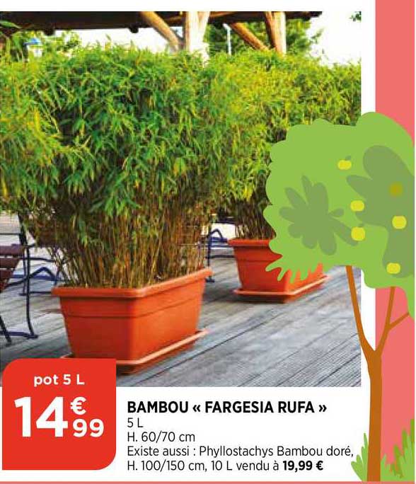 Bambou «fargesia Rufa»