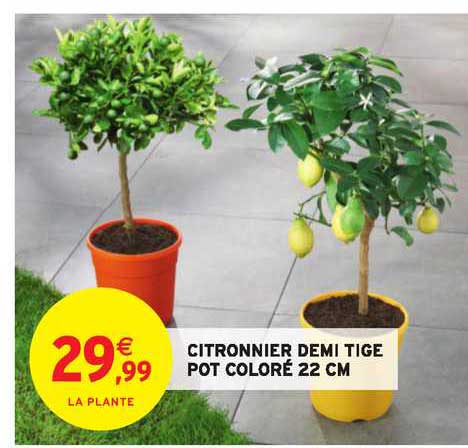 Citronnier Demi Tige Pot Coloré 22cm