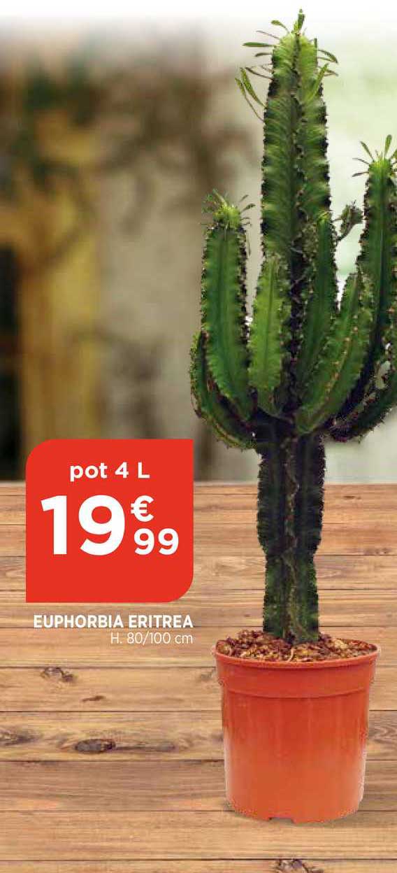 euphorbia eritrea