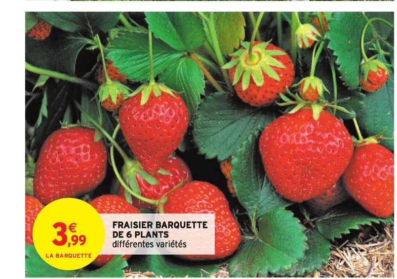 fraisier barquette de 6 plants