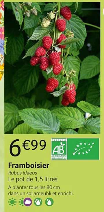 framboisier rubus idaeus