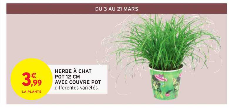 herbe à chat pot 12 cm avec couvre pot