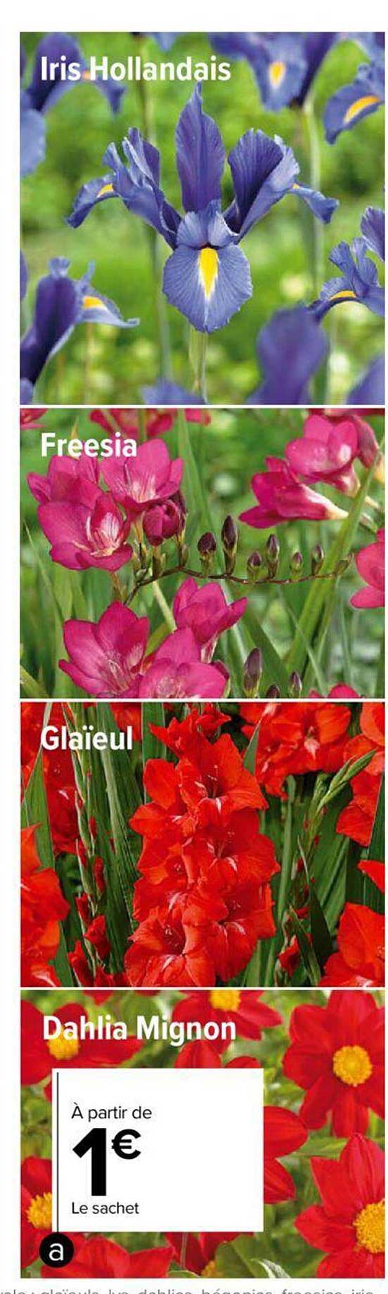 Iris Hollandais, Freesia, Glaïeul, Dahlia Mignon