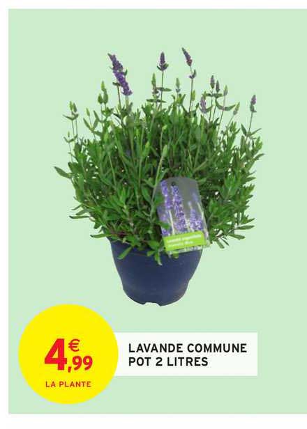 Lavande Commune Pot 2 Litres