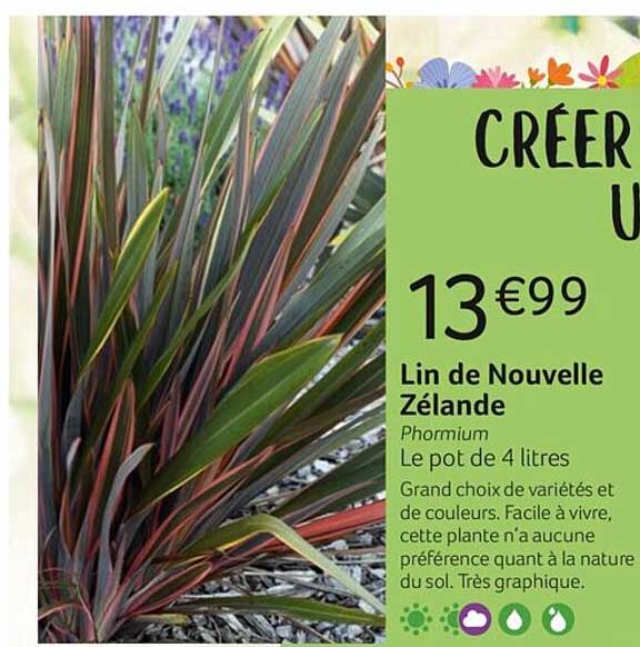 lin de nouvelle zélande