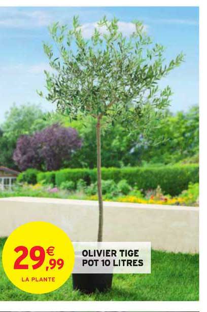 olivier tige pot 10 litres