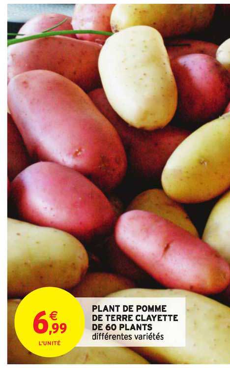 plant de pomme de terre clayette de 60 plants