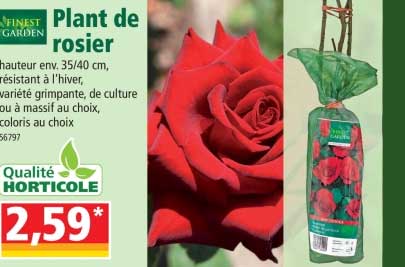 plant de rosier finest garden