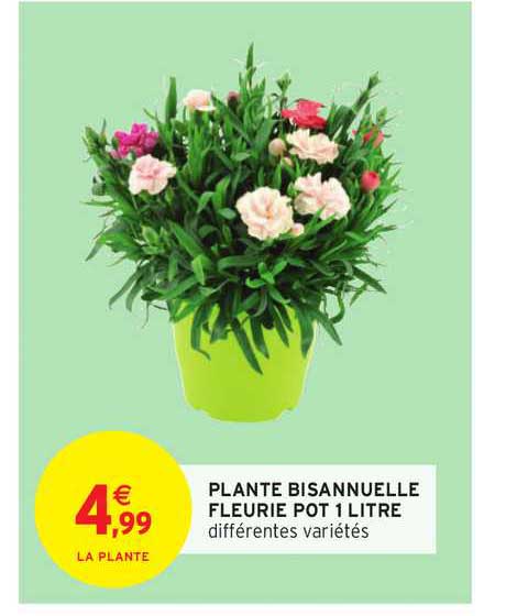 plante bisannuelle fleurie pot 1 litre