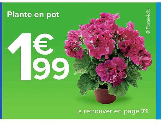 Plante En Pot