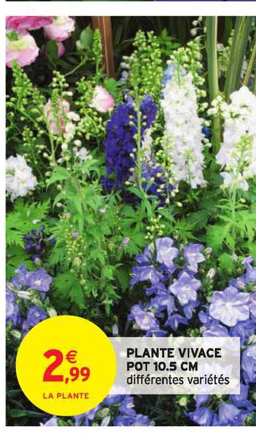 plante vivace pot 10.5 cm