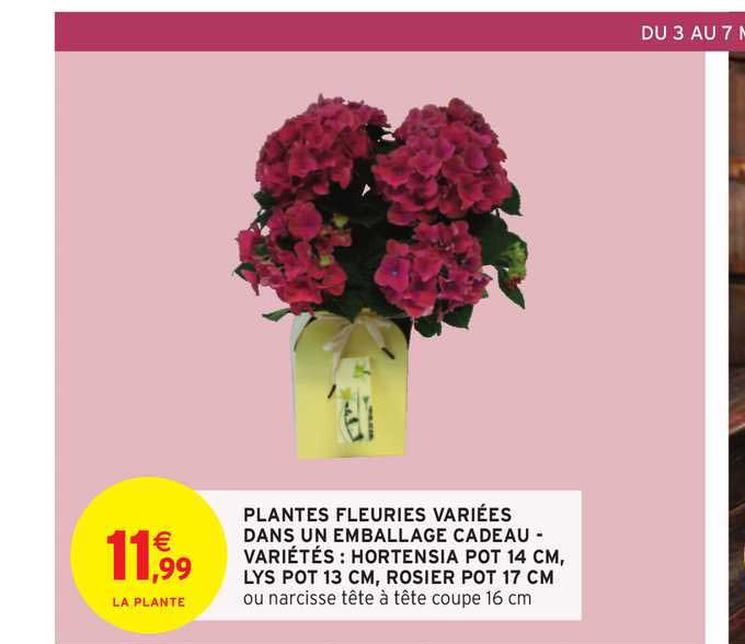 plantes fleuries variées dans un emballage cadeau - variétés : hortensia pot 14 cm, lys pot 13 cm, rosier pot 17 cm