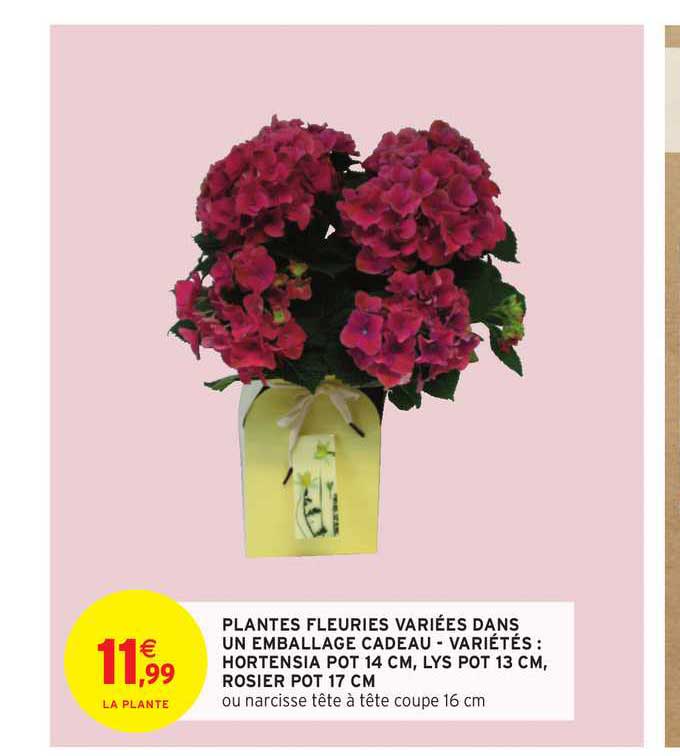 plantes fleuries variées dans un emballage cadeau - variétés : hortensia pot 14 cm, lys pot 13 cm, rosier pot 17 cm