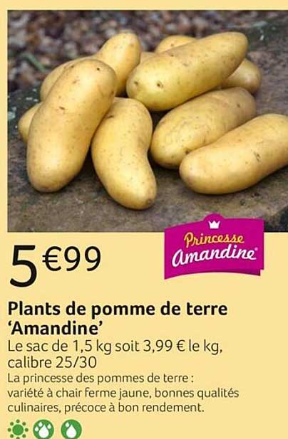 plants de pomme de terre "amandine'
