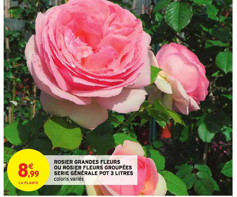Rosier Grandes Fleurs Ou Rosier Fleurs Groupées Série Générale Pot 3 Litres