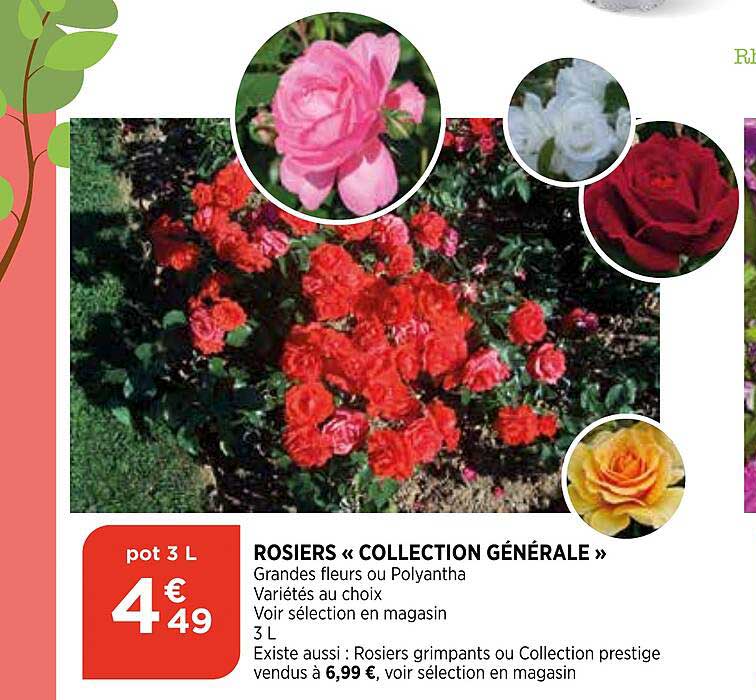 rosiers «collection générale»