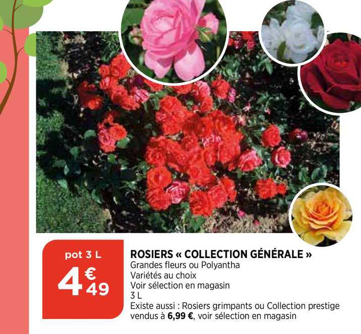 rosiers «collection générale»
