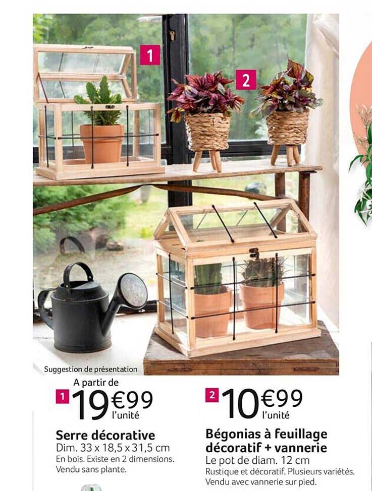 serre décorative, bégonias à feuillage décoratif + vannerie