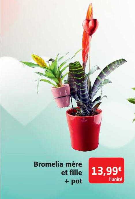 bromelia mère et fille + pot