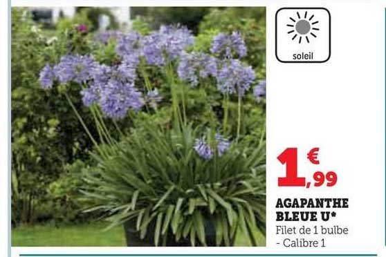 Agapanthe Bleue U