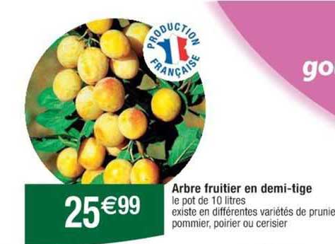 arbre fruitier en demi-tige