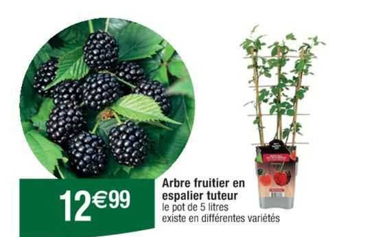 arbre fruitier en espalier tuteur