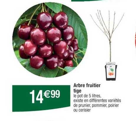 arbre fruitier tige