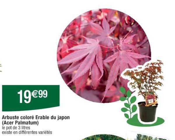 arbuste coloré erable du japon