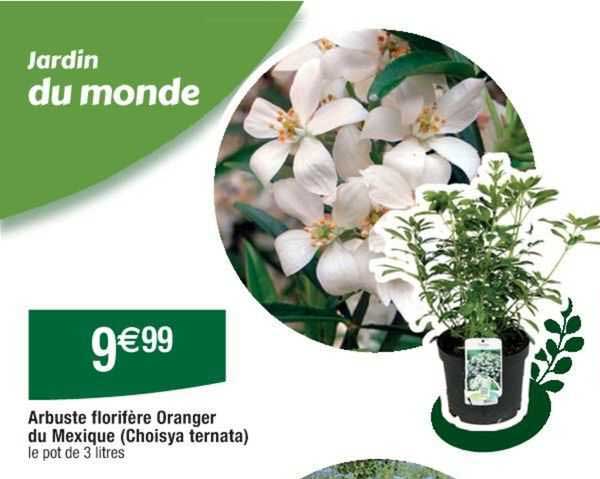 Arbuste Florifère Oranger Du Mexique (choisya Ternata)