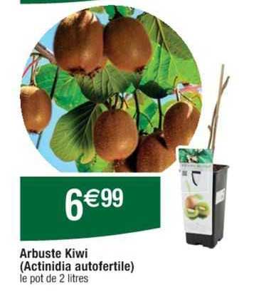 Arbuste Kiwi