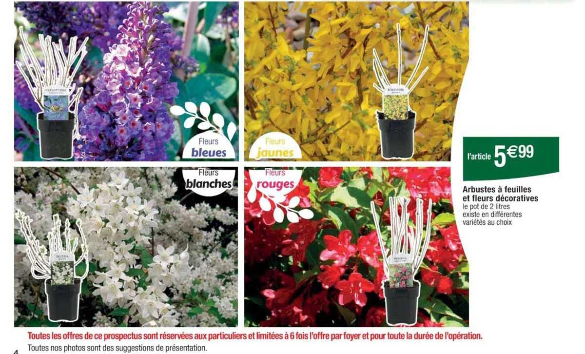 arbustes à feuilles et fleurs décoratives