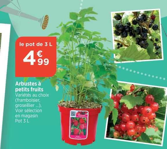 Arbustes à Petits Fruits