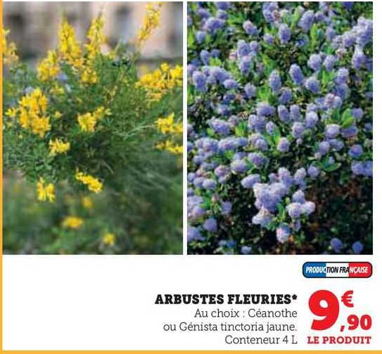 Arbustes Fleuries